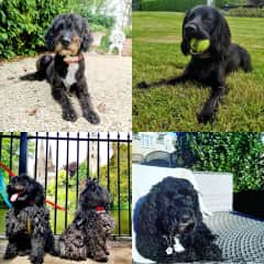 New frens 
Springerpoo 
Poulies
Labradoodle 
Working Spaniel