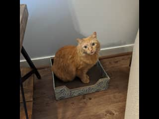 Pip will probably steer clear of you at first, but he's sweet if you give him space and time to warm up. He is an indoor/outdoor cat who has access to the outdoors through his "catio" in the kitchen window.