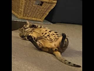Tummy tickle