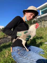 Caring for chickens at community garden.