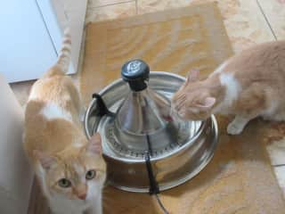 Patches just had a drink. She and Diamond love to drink from the water fountain that needs regular cleaning (it's easy) and filling. Patches has brown beside her nose on her right side.