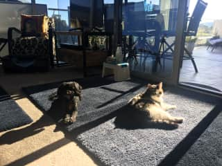 Pepper & Callie enjoying the morning sunshine.