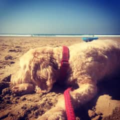Biscuit on the beach