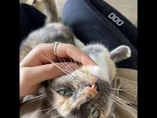 Miss Moo enjoying her cuddles