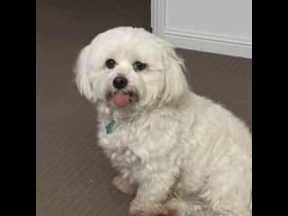 Joey. My fur baby