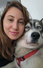 Kai, the dog of my roommate, has captured my heart. This adorable Siberian Husky has been living with me for a joyful year in the apartment and adds a lot of happiness to my life.