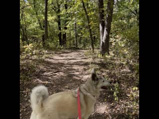 And she loves hiking on the trail! (On-leash always)