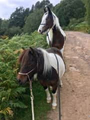 Add in Inky and I have my trio of tri-coloureds to take for walks...