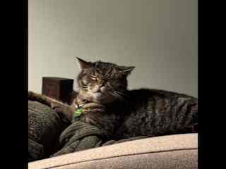 Pippin is an independent cat.  Likes to be out all night and comes in for feeding and snoozing. He rarely drinks from a bowl so we leave the toilet seats up. He only likes his head pet and stretched. Don’t attempt a belly scratch! He is stand-off ish.