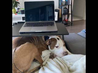 Lou is just an absolute mush. He will always plop down on your lap the minute you sit down. Seriously, he will squeeze himself wherever he needs to get pets and snugs.