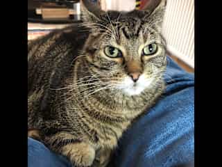 Very loving, scared at first, but likes a lot of attention.  Never bit or scratched.  Older, snores, toothless.