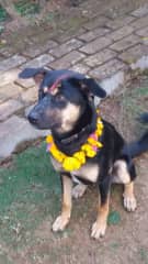 Our dog Milo on a special day in Nepal called Kukur Tihar when dogs are worshipped.  Lucky Milo pretty well gets worshipped every day!