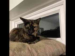 I am essentially an outdoor cat - I'm only allowed in the utility room where I like to sleep & eat. I'm very shy.