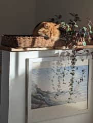 The basket above the tub is his favorite spot.