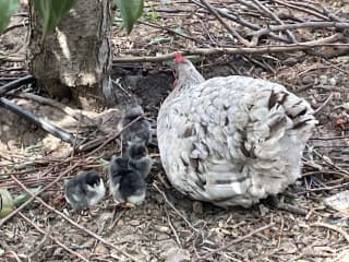Our mother hen with new chicks
