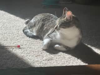 sun kitty