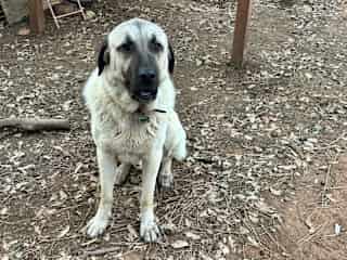 River is also not yet 2 years old. He is a sweetheart. He's very mellow and loves to be pet.