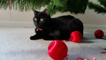 Maggie under the Christmas tree.