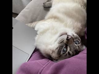 Oliver says more chin scratches, please!