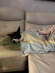 Snuggles on the couch in the living room.