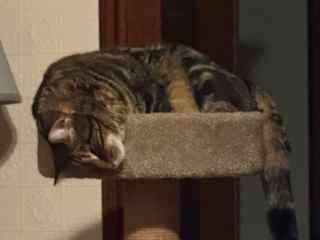 This is my cat tree.  Is anyone down there?  Oh well I'll take another nap.