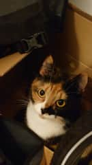 Chelsea loves boxes and will quickly jump into new ones