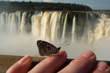 waterfalls & butterflies (Argentina)