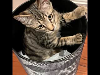 There isn't a container Higgins won't explore