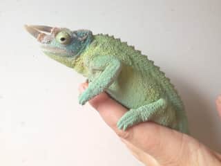 Male Jackson Chameleon.
These are a live birth chameleon. My brother didn’t realize the female that he got was pregnant so we were surprised with nine babies that grew into these amazing creatures.