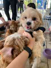 Adoption fair for shitzus rescued from an ilegal kennel