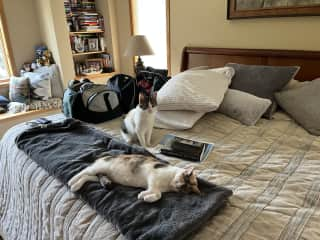 Lucy and Olive relaxing after a hard day.  They love to help us pack for trips...