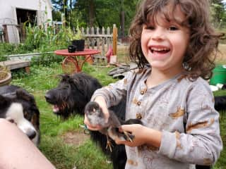 My son holding baby chicks