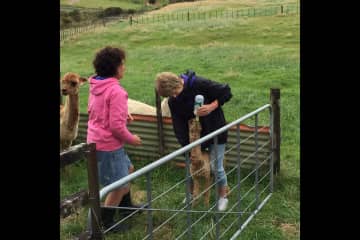 Learning to bottle feed a cria in New Zealand, March 2017