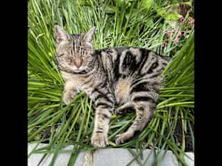 Lying in the aliums!