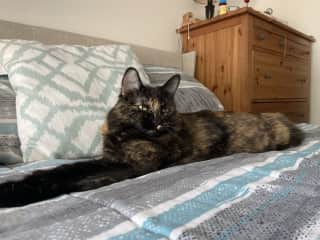 Stretched out on a bed is her usual daytime spot.