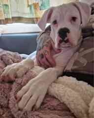 Casey our newest member of the family