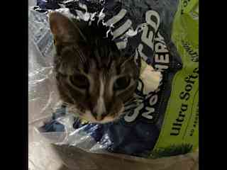 Luna is always in a bag or a box.
