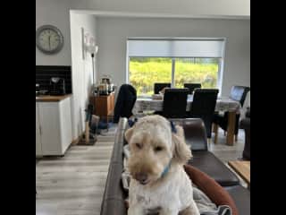 Prince after being to the groomer!