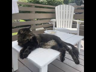 Relaxing on the deck.  He is not an outdoor cat, but will sit outside with us during the warm months.