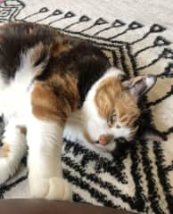 I adore a cat whose love language is physical touch