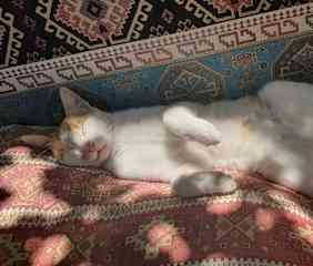Wannabe relaxed