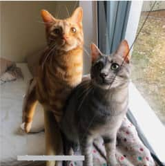 Kanye (ginger), Pablo (grey)