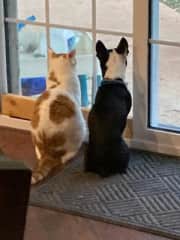 Rex & Ramsey our family when we visit Springfield Missouri