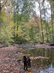 Desi at Skunk Hollow Park