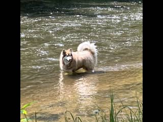 Malibu enjoys wading in water