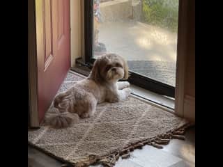 Bailey. They both love to hang out by the door