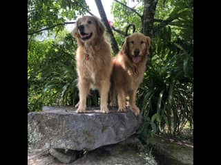 Bella and Bruno standing on what I refer to as my meditation rock.