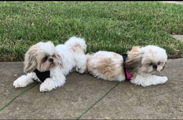 My Marlie and Mia on a windy day watching the neighbors walk by.