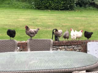 The chooks lined up!
