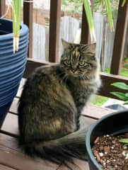 Looking for lizards between the flower pots